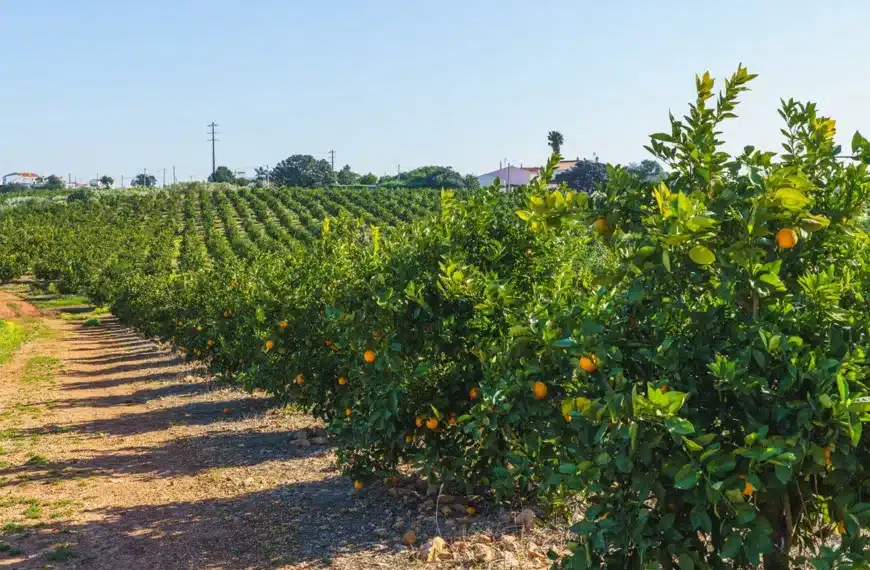 Hacienda fincas rústicas Valencia
