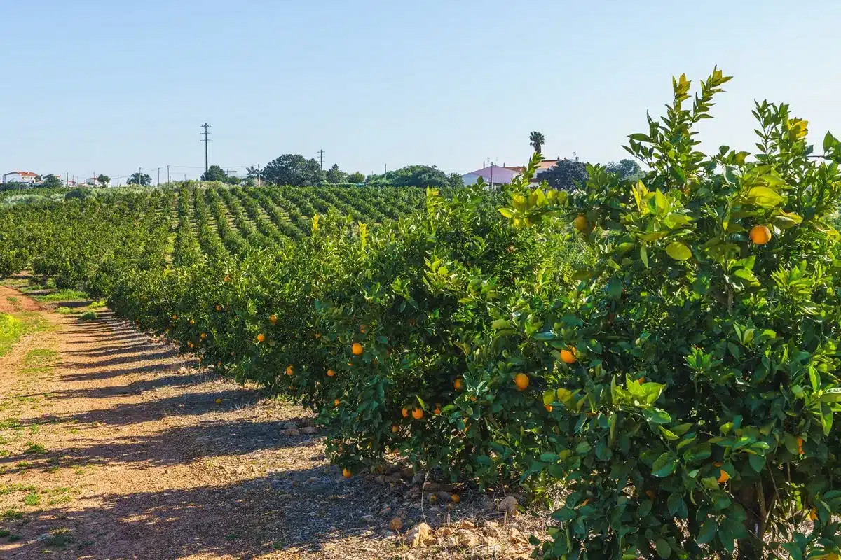 Hacienda fincas rústicas Valencia