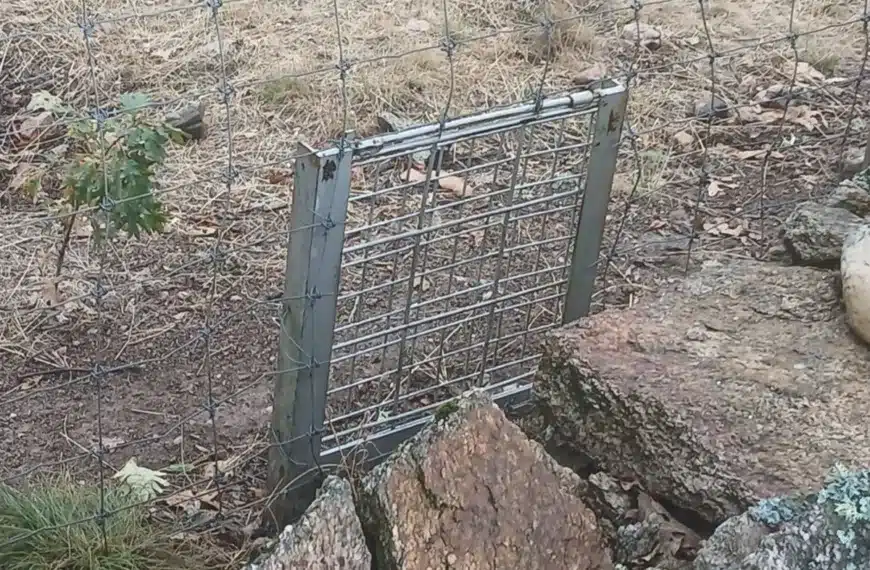 ilegal truco llenar fincas de caza de jabalíes