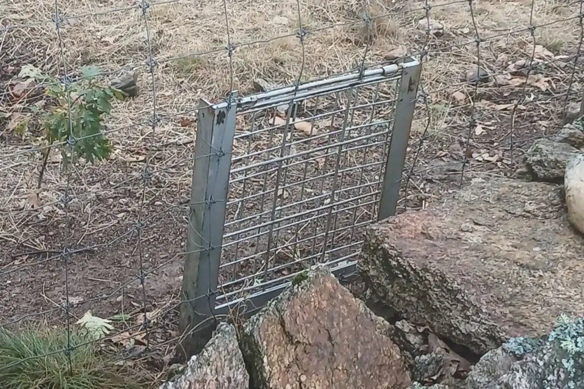 ilegal truco llenar fincas de caza de jabalíes