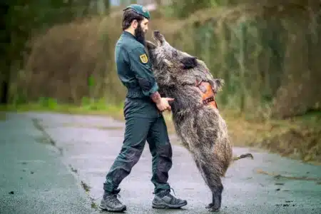 jabali-guardia-civil