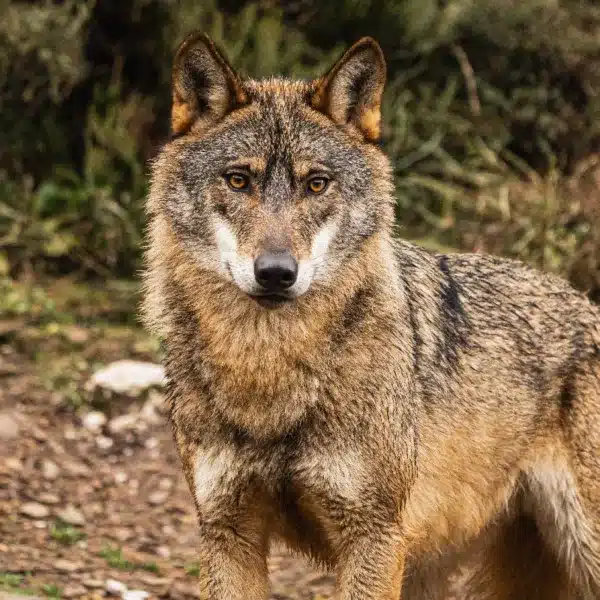 Lobo ibérico.
