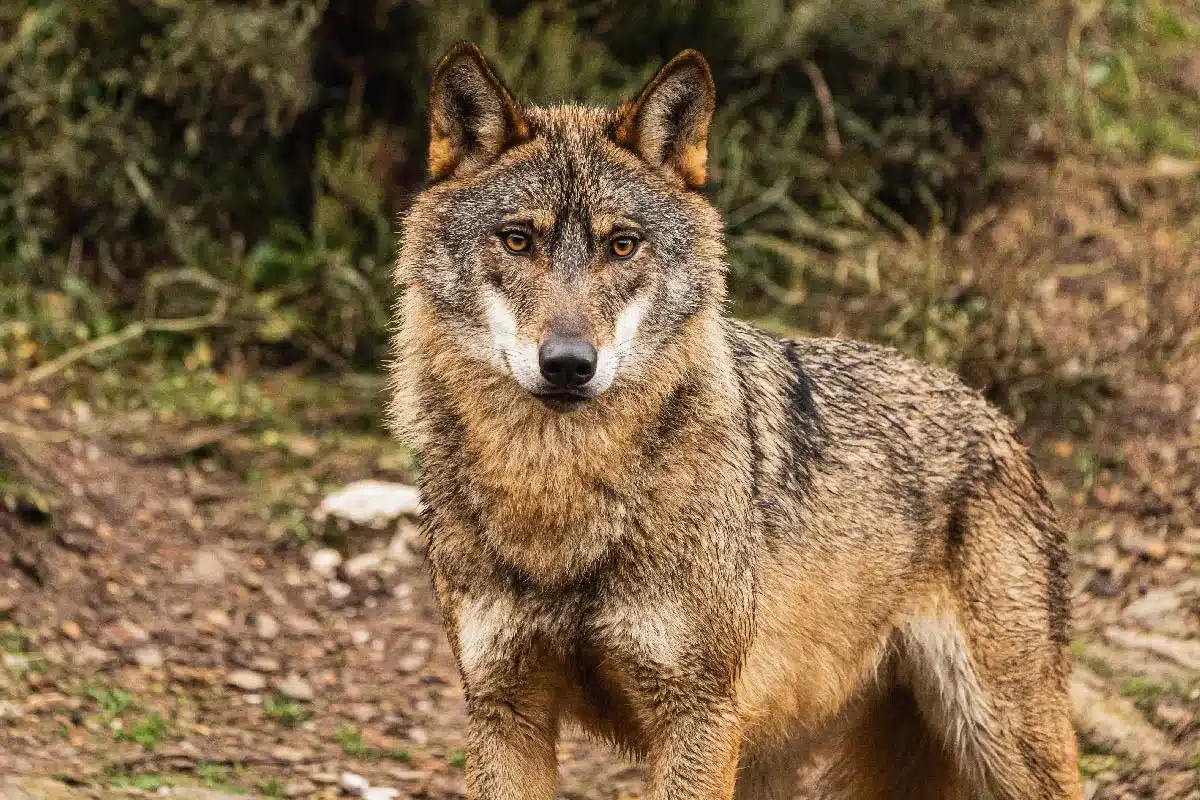 Lobo ibérico.