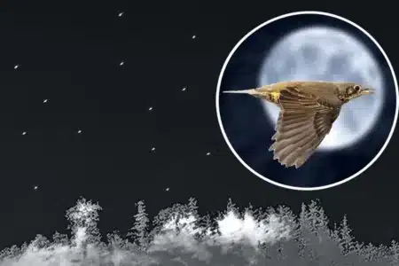 migración zorzales noche