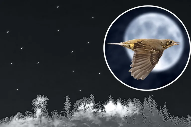 migración zorzales noche