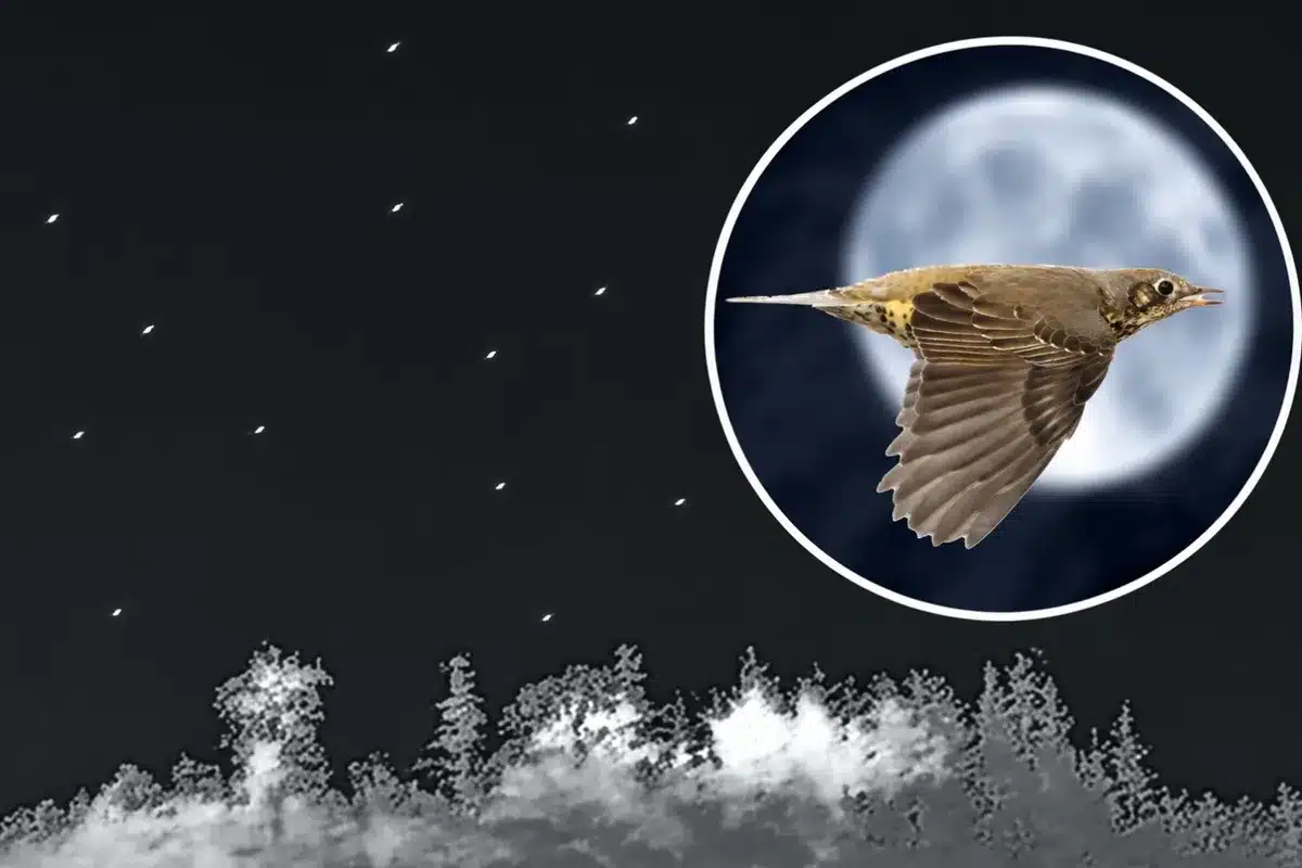 migración zorzales noche