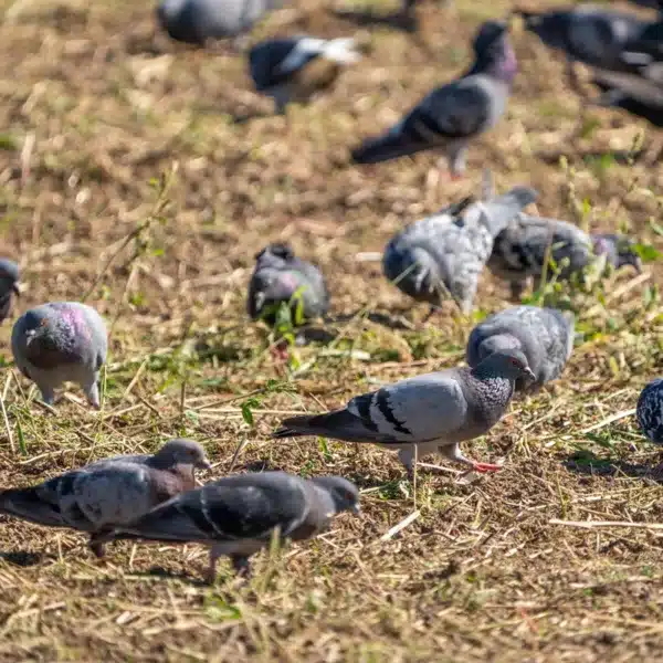 palomas bravías