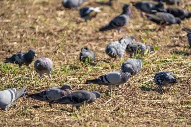 palomas bravías