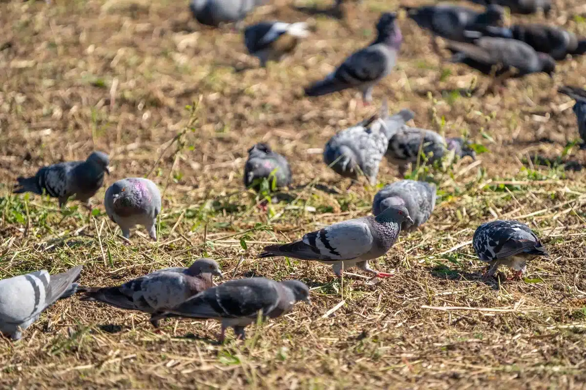 palomas bravías