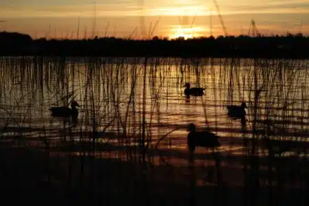 acuáticas Delta del Ebro