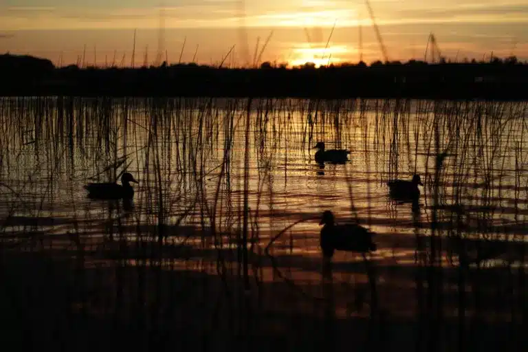 acuáticas Delta del Ebro
