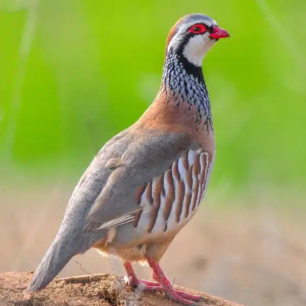 Perdiz roja.