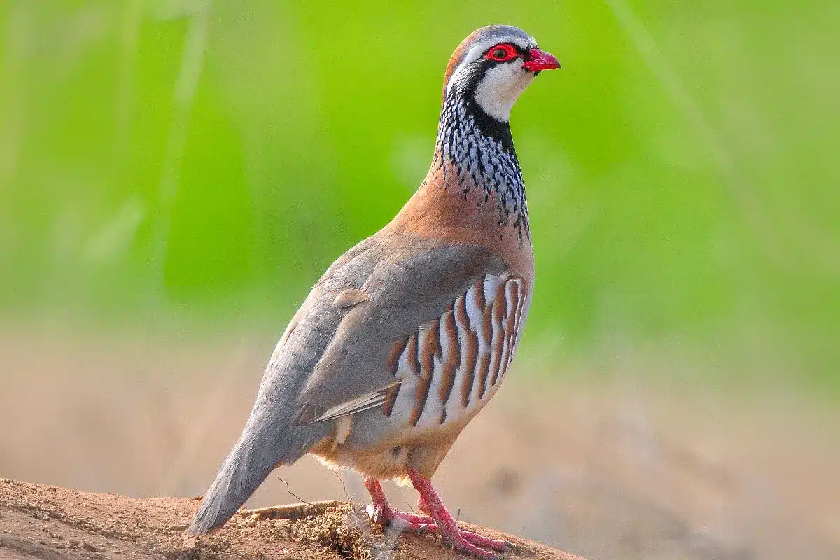 Perdiz roja.