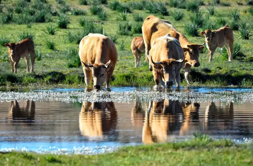 vacas