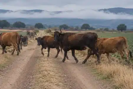vacas sueltas Riofrío