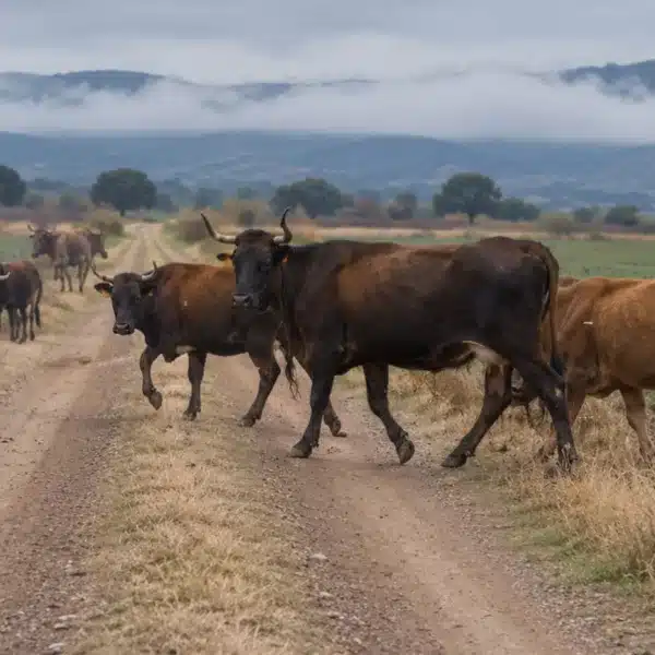 vacas sueltas Riofrío