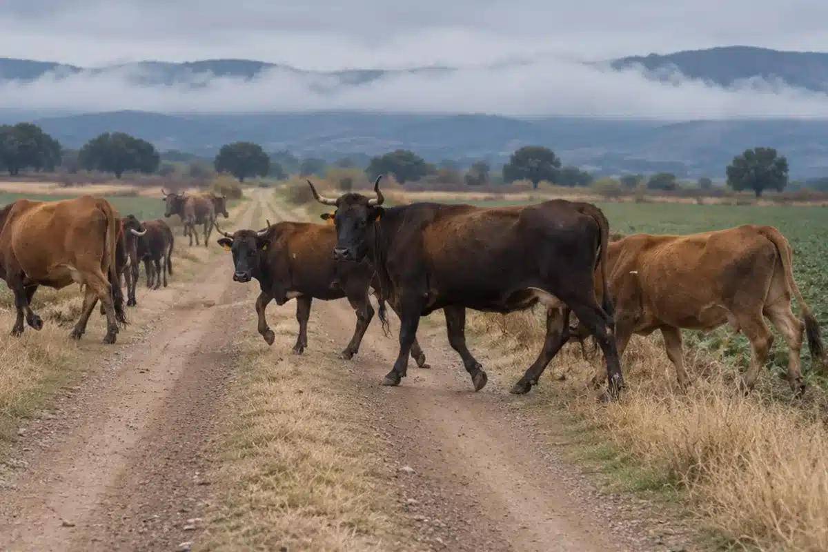 vacas sueltas Riofrío