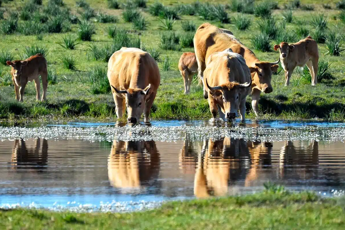 vacas
