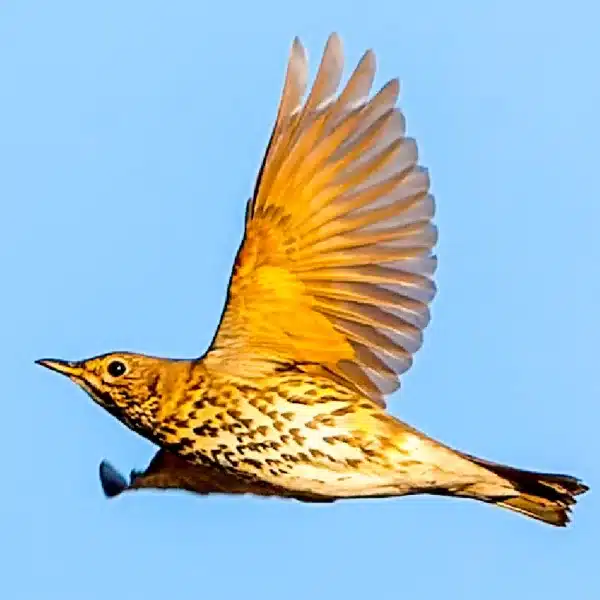 Zorzal en vuelo.
