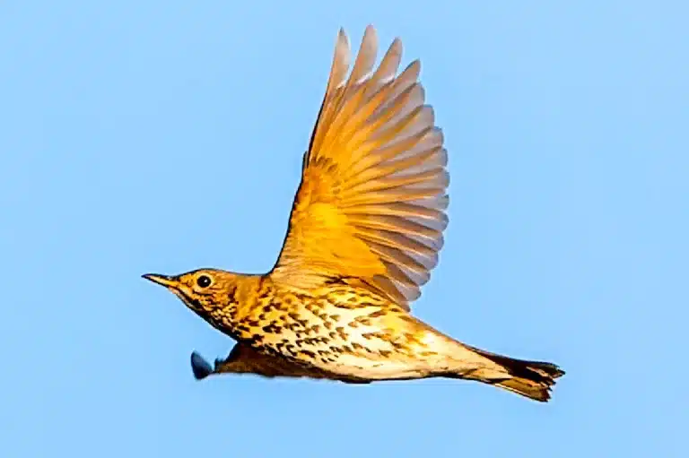 Zorzal en vuelo.
