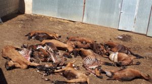 Una manada de lobos mata 30 cabras preñadas en León