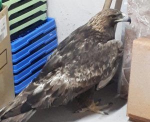 Un cazador salva la vida de un águila real con un ala rota en Guadalajara