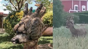 El corzo con la peluca más grande de España: así se cazó
