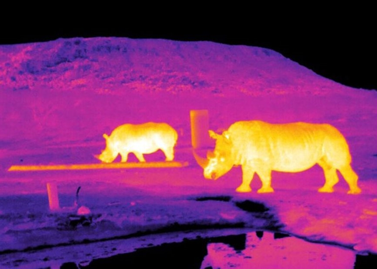 Imagen infrarroja de rinocerontes en Sudáfrica captada mediante astroecología / Fotografía: Endangered Wildlife Trust 