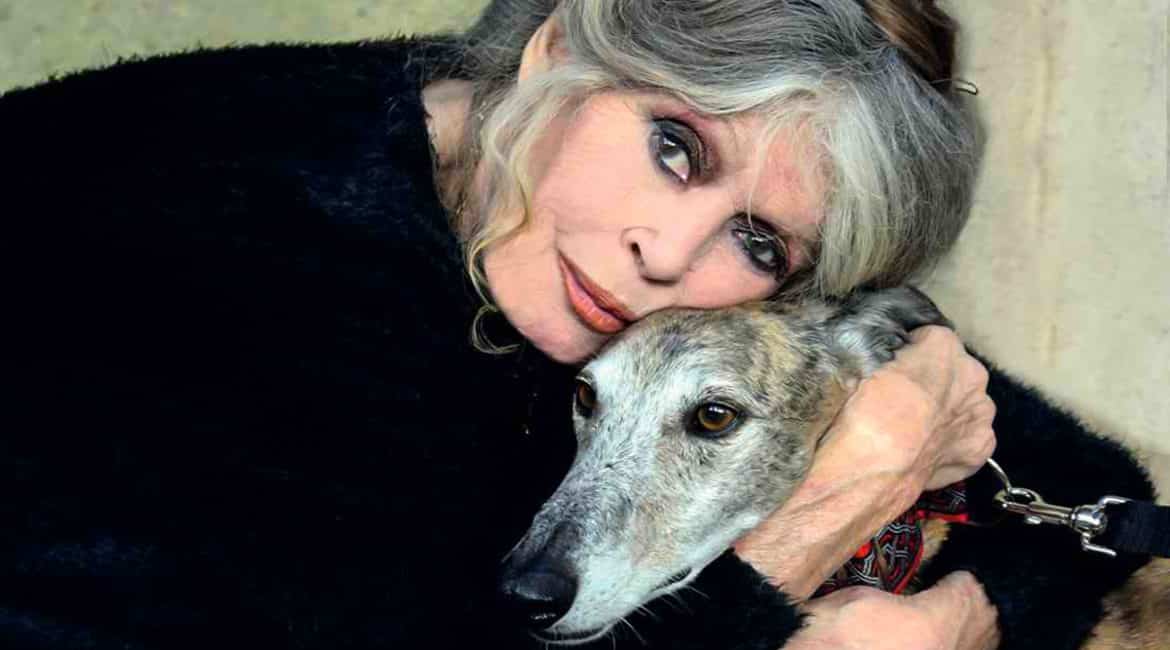 Brigitte Bardot pidió en 2016 la prohibición de la caza con galgos en España.
