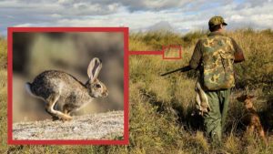 Cómo cazar conejos con podencos entre zarzas y duro monte