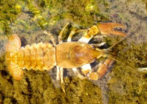 El cangrejo de río español no es autóctono, según el CSIC