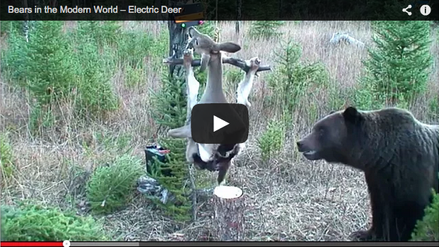 Oso vs ciervo electrificado… ¡curioso experimento!