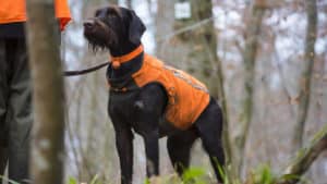 Chaleco Solognac Supertrack 900: un seguro de vida para tu perro de caza frente al jabalí