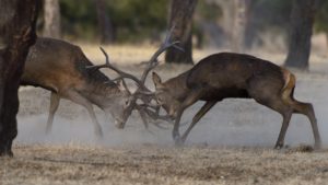 Dehesa: el descomunal documental sobre los dominios de toros, ciervos y linces que te enamorará