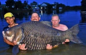 Pesca un carpa del tamaño de un jabalí: 105 kilos