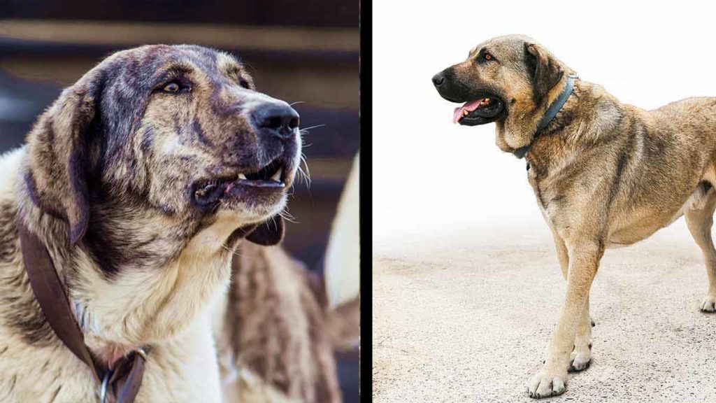 Mastín español vs Kangal: ¿cuál es mejor perro guardián de ganado?