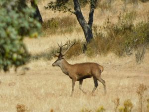 El Colegio de Biólogos de Castilla y León firma un manifiesto animalista contra la caza