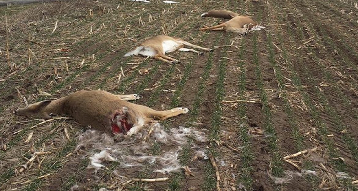 Una docena de ciervos mueren electrocutados por la caída de una línea de alta tensión