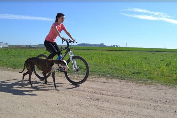 Entrenando un galgo con bicicleta / Fotografía: Melisa Vara