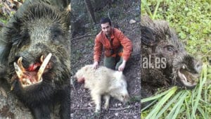 Jabalíes extraños: no creerás que estas criaturas se hayan cazado en España