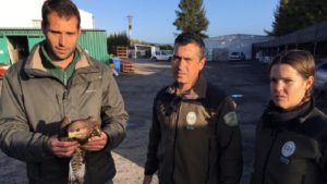 Un joven cazador rescata en Huelva a un águila ratonera herida