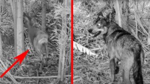 Una cámara de fototrampeo graba a un lobo de caza tras un corzo en Lugo