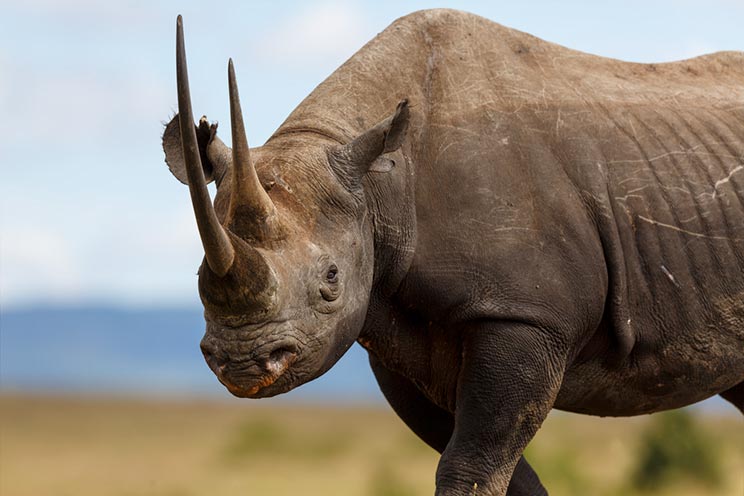 La caza puede ayudar a salvar a los rinocerontes 