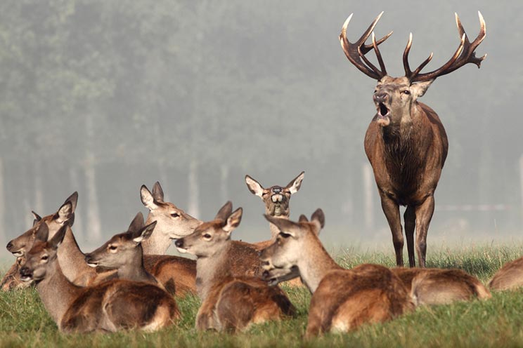 La reserva de caza de Cijara recibe la etiqueta de calidad 'Wildlife Estates'