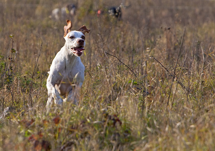 Los perros se utilizan para cazar desde hace más de 11.500 años