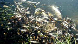 Aparecen miles de peces muertos en el Guadiana