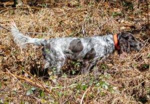 Kleiner münsterländer, el gran perro de caza que casi nadie conoce en España