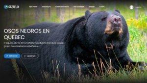 Oso negro de Canadá: caza internacional única y salvaje en América