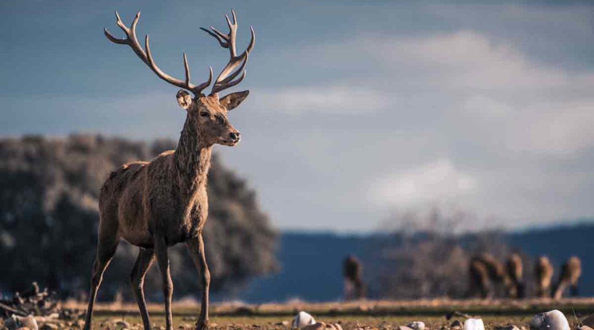 La caza en parques nacionales queda prohibida desde hoy: ¿Qué va a pasar ahora?