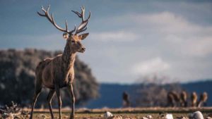 La caza en parques nacionales queda prohibida desde hoy: ¿Qué va a pasar ahora?